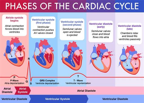 Bernal Studio - The Art of Daniel Bernal - Phases of the Cardiac Cycle ...