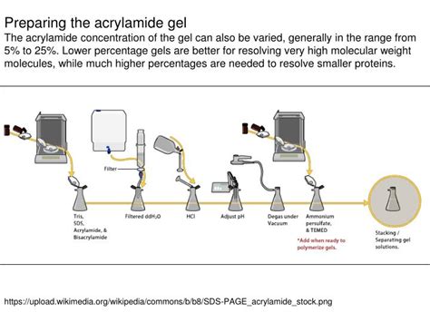 PPT - Gel Electrophoresis PowerPoint Presentation - ID:1602497