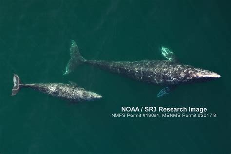 There and back again: Uncovering the mysteries of gray whale migration ...