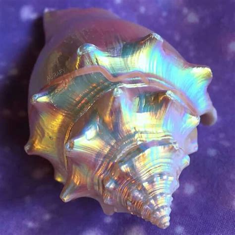 A rainbow Aura Conch shell. | Caracol de mar, Conchas de mar, Animáles ...