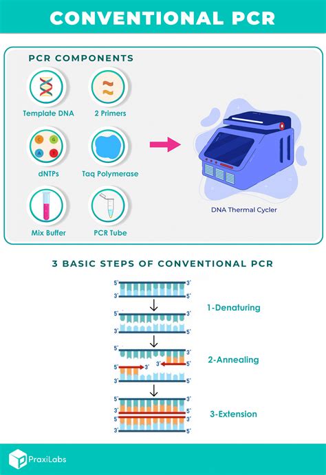 What Are The Three Basic Steps of Conventional PCR? - PraxiLabs