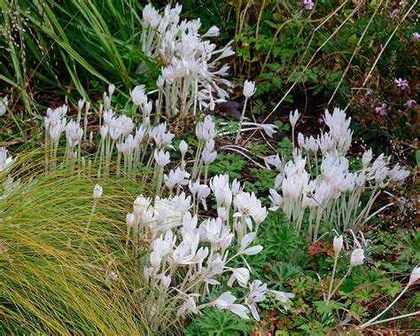 Colchicum autumnale 'Album' bulbs — Buy 'White Meadow Saffron' online ...