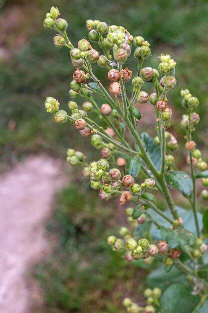 Premium Photo | Tobacco seeds growing on a plant in naturecloseup