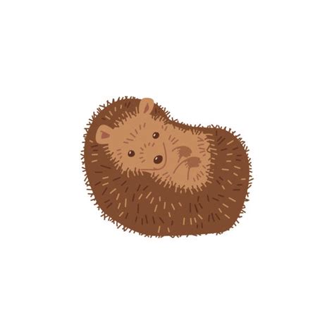 50+ Hedgehog Lying On His Back Stock Photos, Pictures & Royalty-Free ...