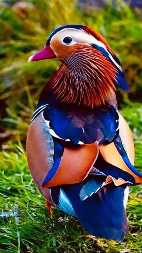 Pin by YELIS on ANIMAL KINGDOM - BIRDS | Animals wild, Exotic birds ...