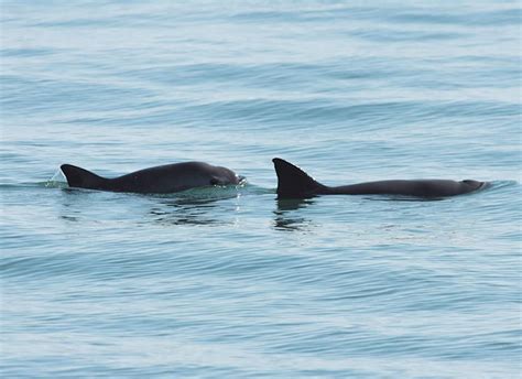 Vaquita – Facts, Size, Habitat, Population and Pictures