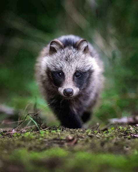 Photographer Captures Enchanting Photos of Finland’s Forest Animals