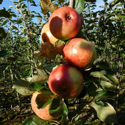 Buy cooking apple apple 'Monarch': Delivery by Waitrose Garden