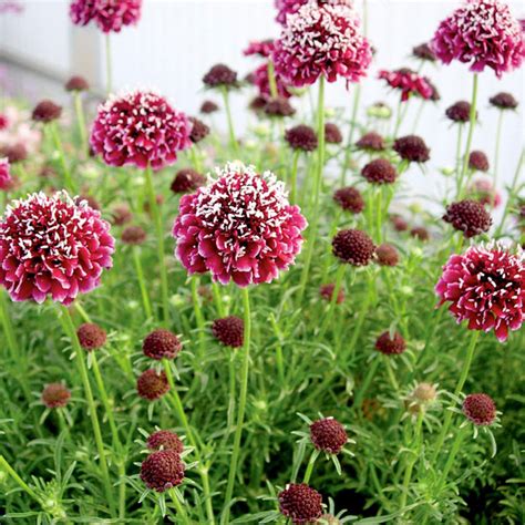 Scabiosa