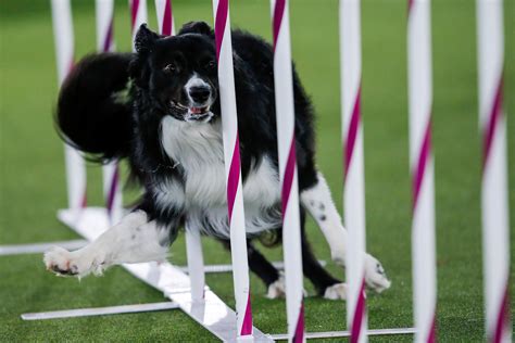 Border collie named Verb wins agility title at Westminster dog show ...