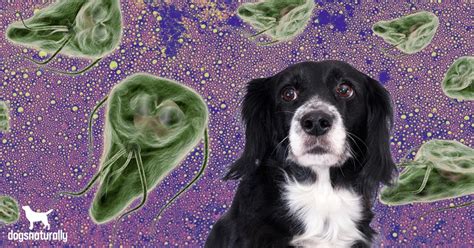 Giardia In Dogs: Causes, Symptoms & Treatment | Dogs Naturally Magazine