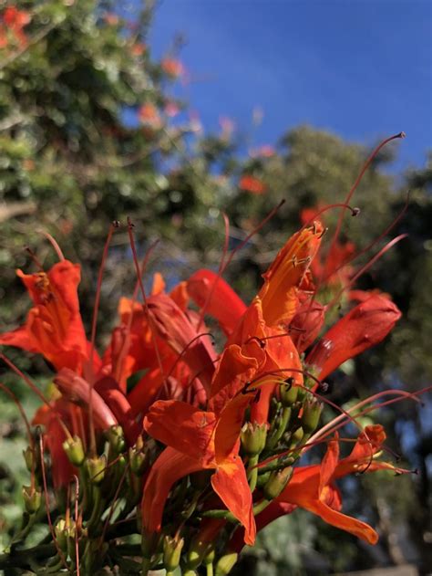 Cape honeysuckle | Plant design, Hedges, Plants