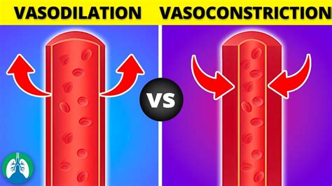 Vasoconstriction vs. Vasodilation *EXPLAINED* - YouTube