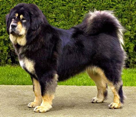 Beautiful Tibetan Mastiff dog photo and wallpaper. Beautiful Beautiful ...