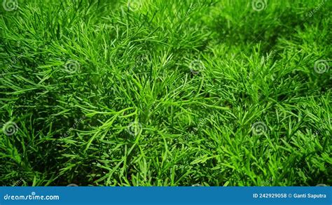 Green Lawn.Green Grass Texture and Background Stock Photo - Image of ...