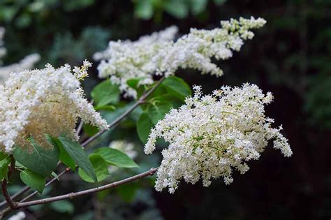 How to Grow and Care for Japanese Tree Lilacs | Gardener’s Path