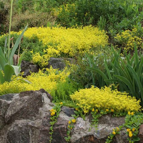 Sedum Acre Drought Tolerant Yellow Stonecrop Ground Cover Plant Seed