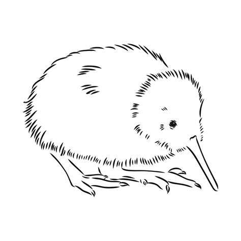 kiwi bird vector sketch 7307776 Vector Art at Vecteezy