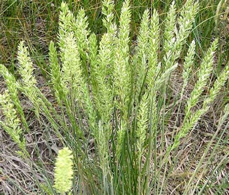 Prairie Junegrass Koeleria Cristata Seeds