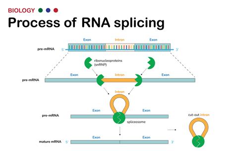 Biological diagram present process of RNA splicing for remove intron ...