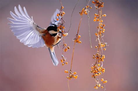 Weekly Photography Assignment: Birds Feeding - Nature TTL