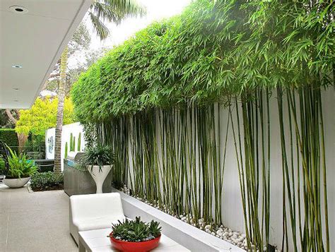 10 Bamboo Landscaping Ideas - Garden Lovers Club