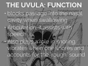 Uvula Meaning