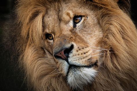 Leo - Male Lion Head, Angled Close-up by Ruth Bourne Lrps