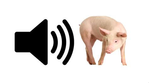 Pig - Sound Effect | ProSounds - YouTube