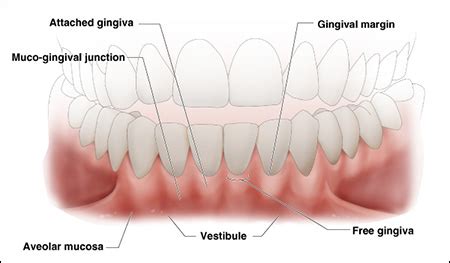 Marginal Gingiva