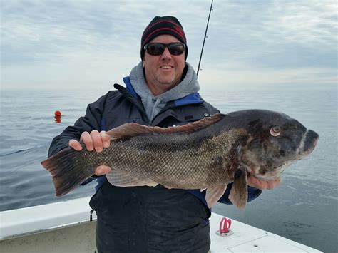 Stud Tautog | Ocean City MD Fishing