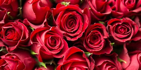 National Red Rose Day in 2024/2025 - When, Where, Why, How is Celebrated?