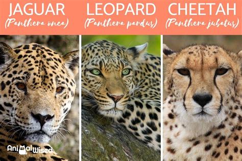 Differences Between a Jaguar Vs Cheetah Vs Leopard - Diet, Habitat ...