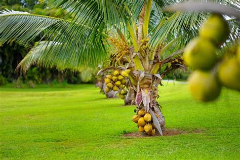 13 Different Types of Coconuts that Grow Around the World (2022)