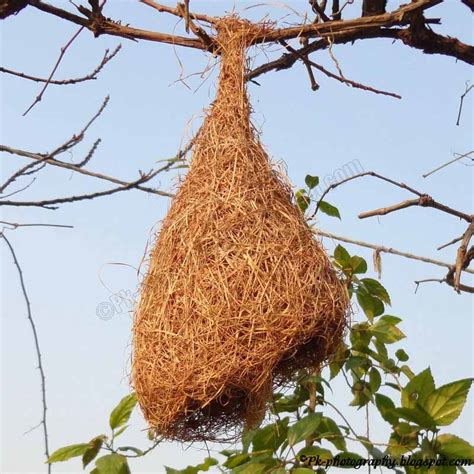 Baya Weaver Nest | Nature, Cultural, and Travel Photography Blog