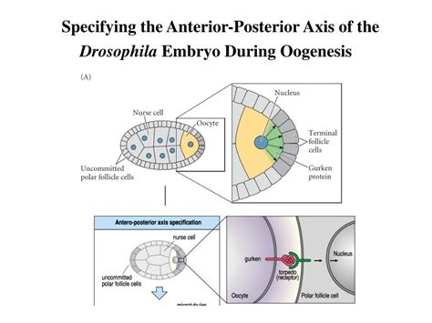 PPT - Model of Drosophila Anterior-Posterior Pattern Formation ...