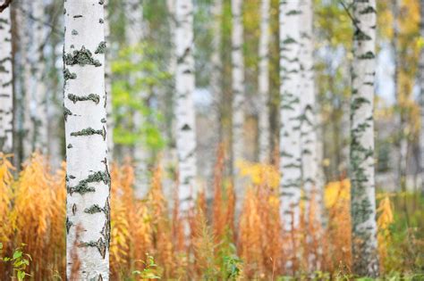 12 Common Types of Birch Trees