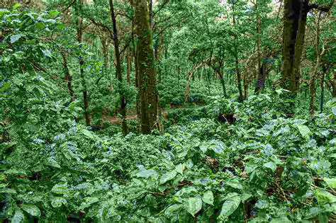 History of coffee in India - Places to see in Chikmagalur