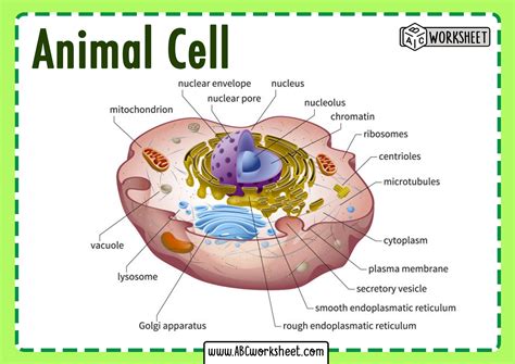 Animal Cell Diagram And Functions - Get More Anythink's