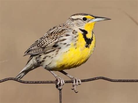 17 Yellow Birds in Minnesota to Paint the Skies Gold - Sonoma Birding