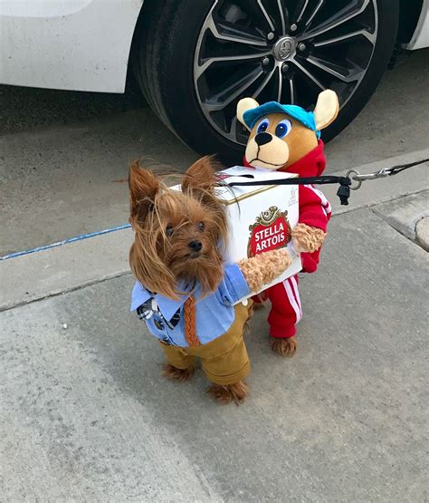 Cool Tiny Dog Halloween Costumes 2023