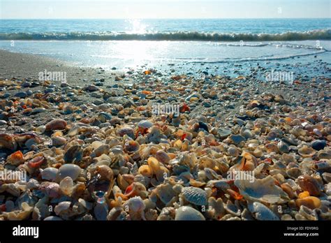 sea shells seashells on Sanibel Beach on Sanibel Island, Florida, USA ...