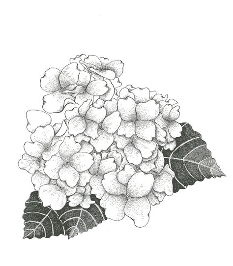 hydrangea clipart black and white 20 free Cliparts | Download images on ...