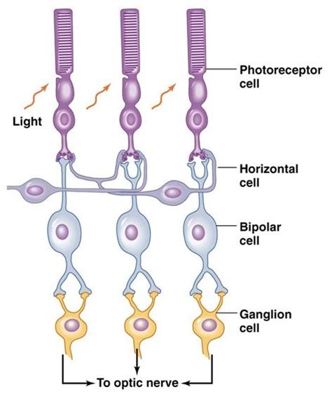 How does lateral inhibition in the visual system work? — Brain Stuff