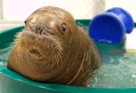 17 Heartwarming Pictures Of Mitik, The Orphaned Baby Walrus