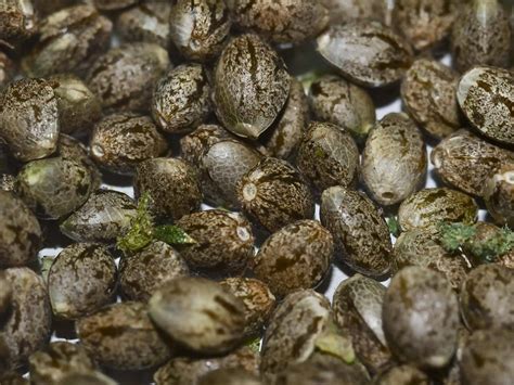 Marijuana Seed Banks and Breeders