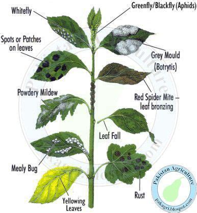 Plant Disease Identification