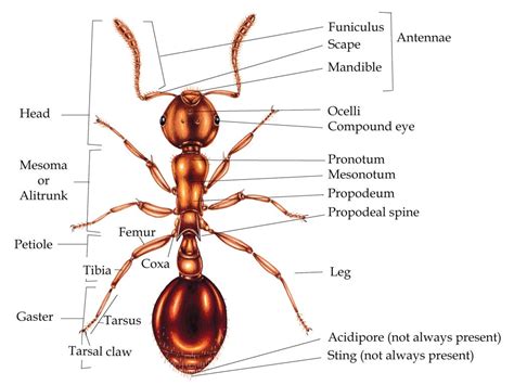 Ant anatomy for Beginners - Lizzie Harper