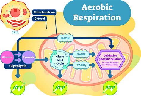 Aerobic Respiration - The Definitive Guide | Biology Dictionary