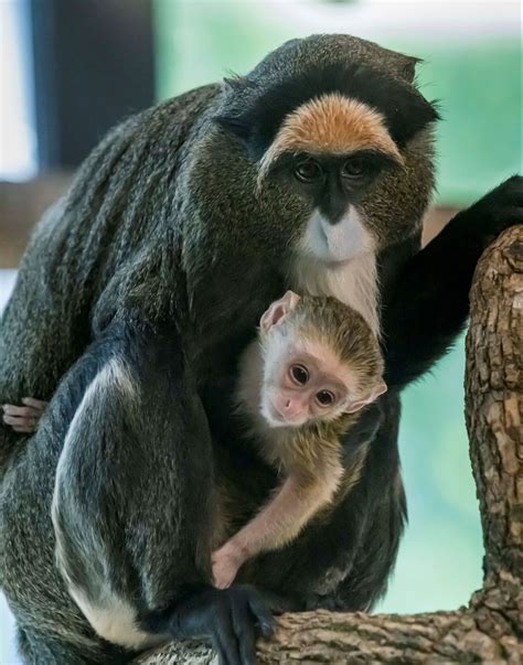 De Brazza’s Monkey Born at the Zoo - Milwaukee County Zoo